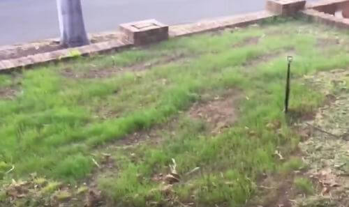 how often to water lawn in summer