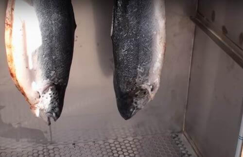 how long to smoke fish in electric smoker