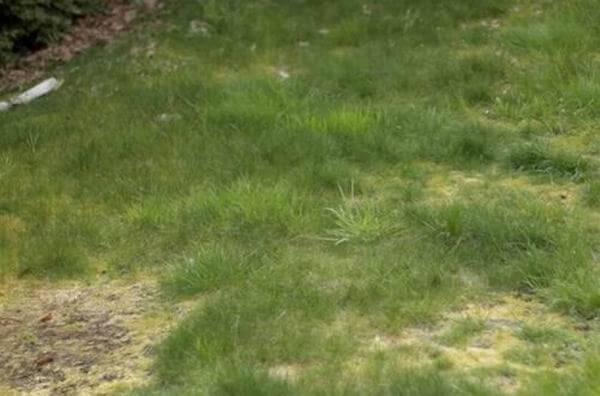 grass clogging mower